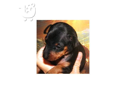 ΜΙΝΙ ΠΙΝΤΣΕΡ PUPPY για υιοθεσία